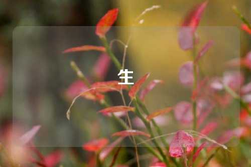 生